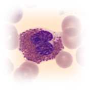 Kurs i hematologi med fokus på morfologi i perifert blod Kurs i hematologi med fokus på morfologi i perifert blod